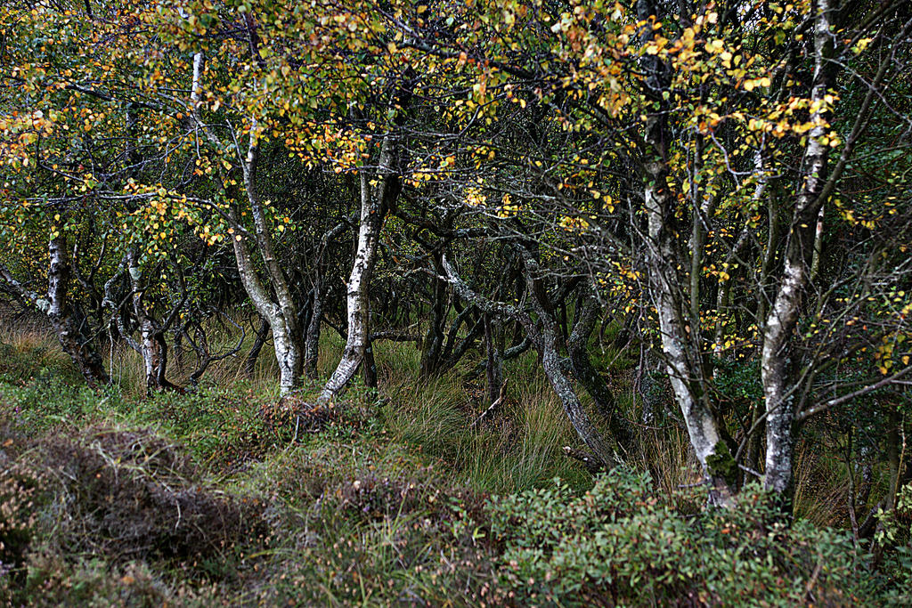 bog trees 2 by awjay on DeviantArt