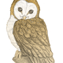 PegasusQueen trade: Barn owl