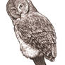 Great Grey owl