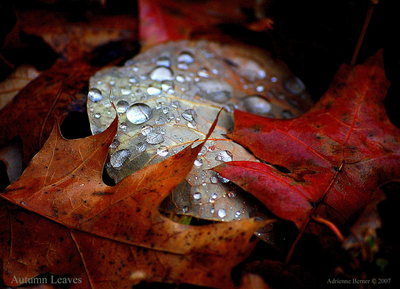 Autumn Leaves by adeb1113 on DeviantArt