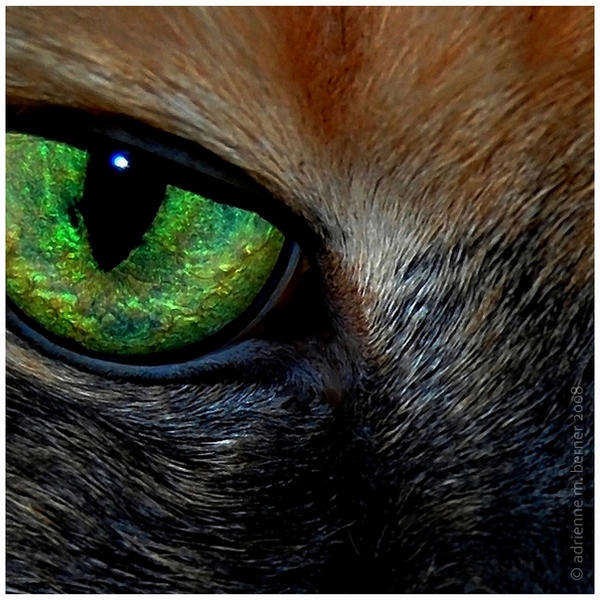 Window To Her Soul