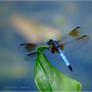 Dragon Fly II