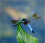 Dragon Fly II by adeb1113