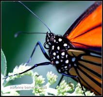 Chasing Butterflies