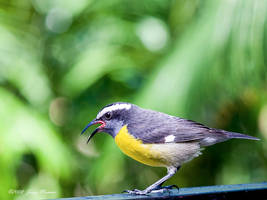 Bananaquit