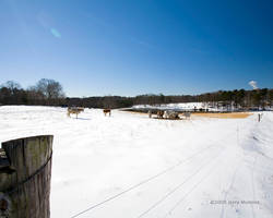 Snow Cows