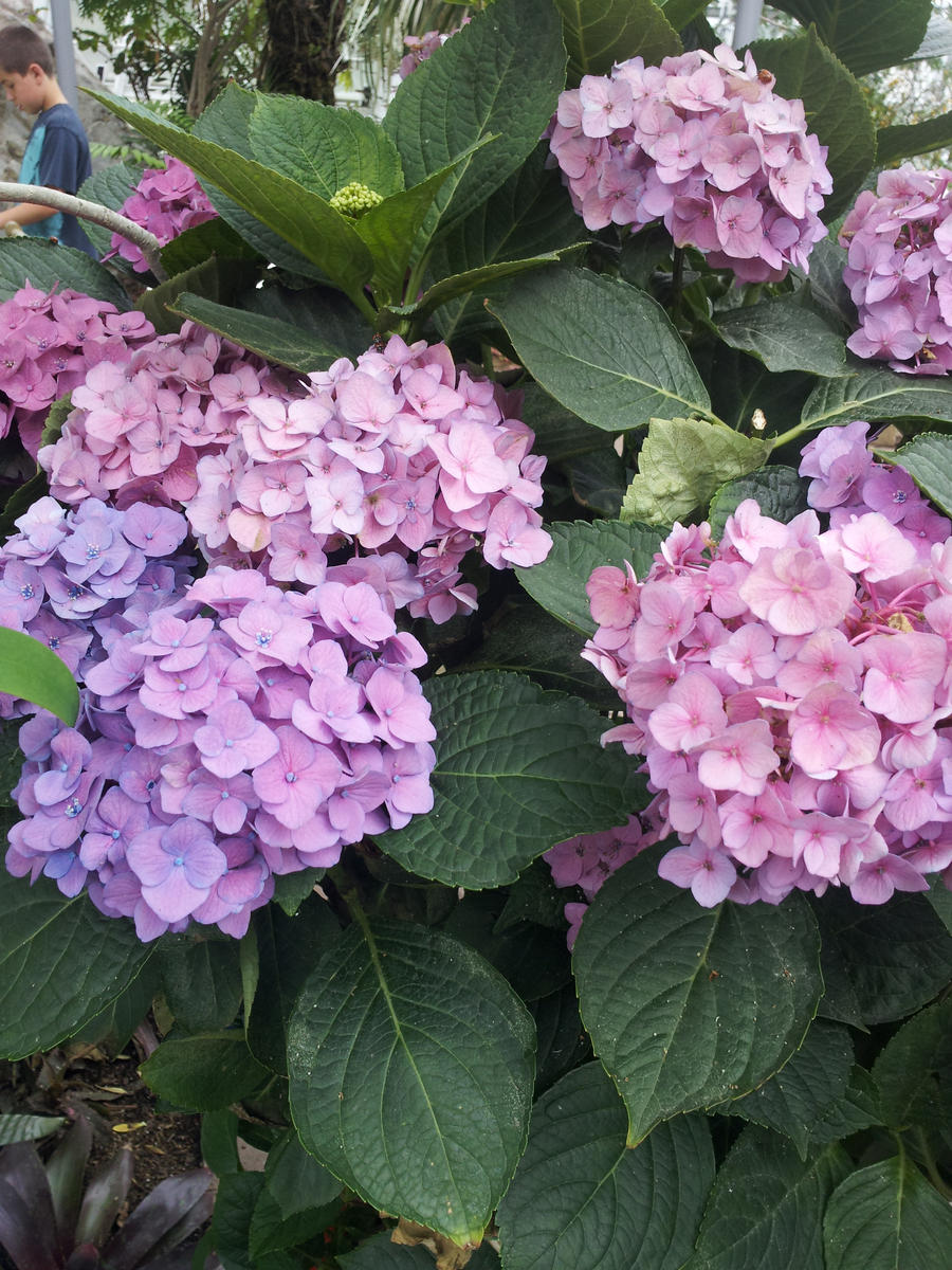 Pink and Purple Hydrangea Flowers