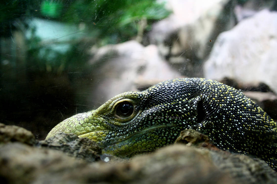 Lizard at the house of the ocean