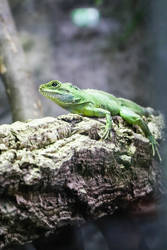 Green Lizard II