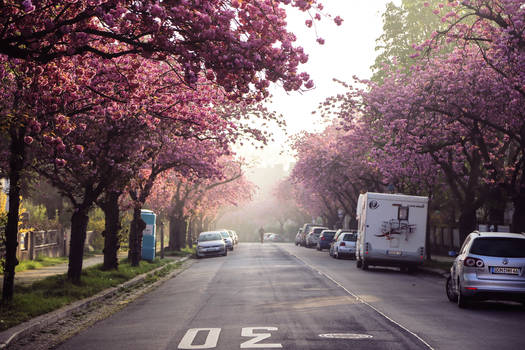 Cherryblossomstreet I