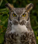 great horned owl DSC 6678a-1portrait by HippieCoyote
