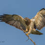 Swainson's Hawk