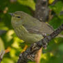 Orange-crowned Warbler