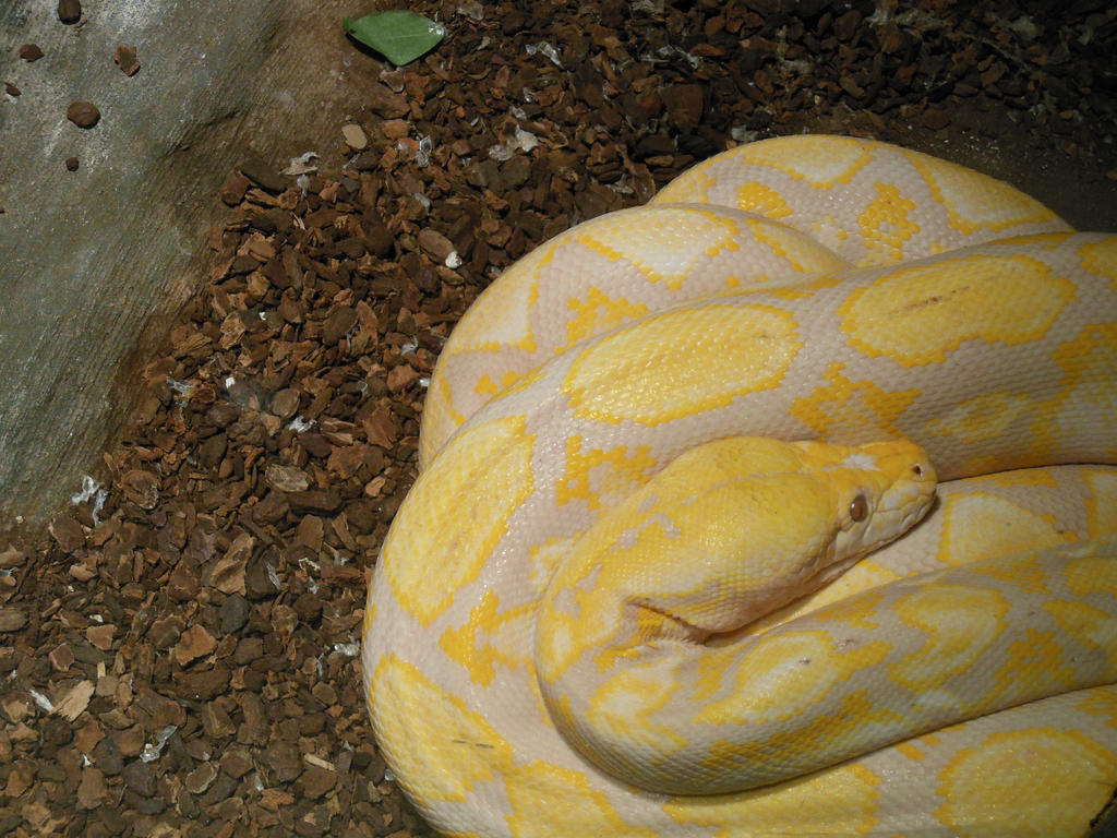 Albino Reticulated Python Green Albino Reticulated Python by starblast9 on DeviantArt