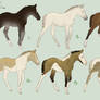 Chincoteague Foal Adoptables