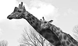 Giraffe Love