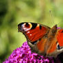 Peacock Butterfly