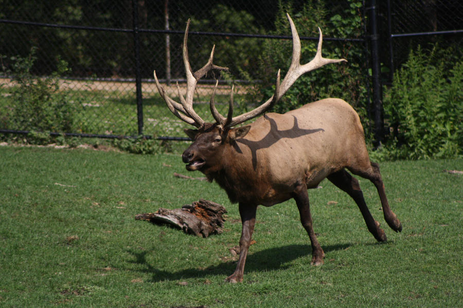 Elk 1