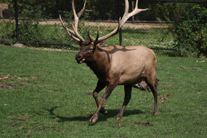 Elk 2