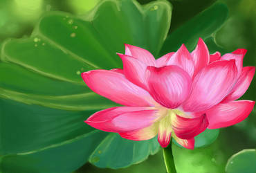 A lotus study