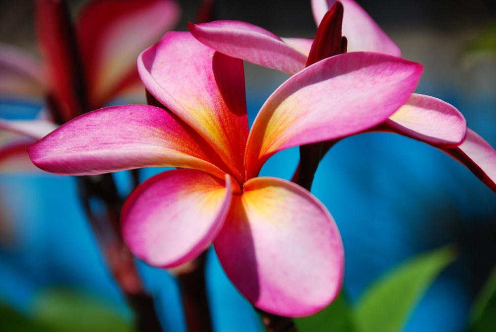 Frangipani  2