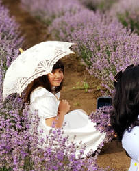 lavender field