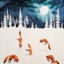 Winter Foxes