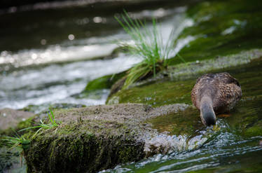 Brave Duck