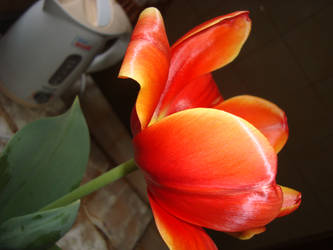.:.Tulip.:. 11