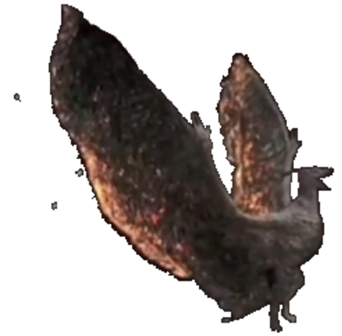 Legendary Rodan Deviantart Legendary Rodan Transparent Ver 6 by Lincolnlover1865 on DeviantArt