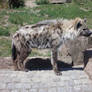 spotted hyena 2