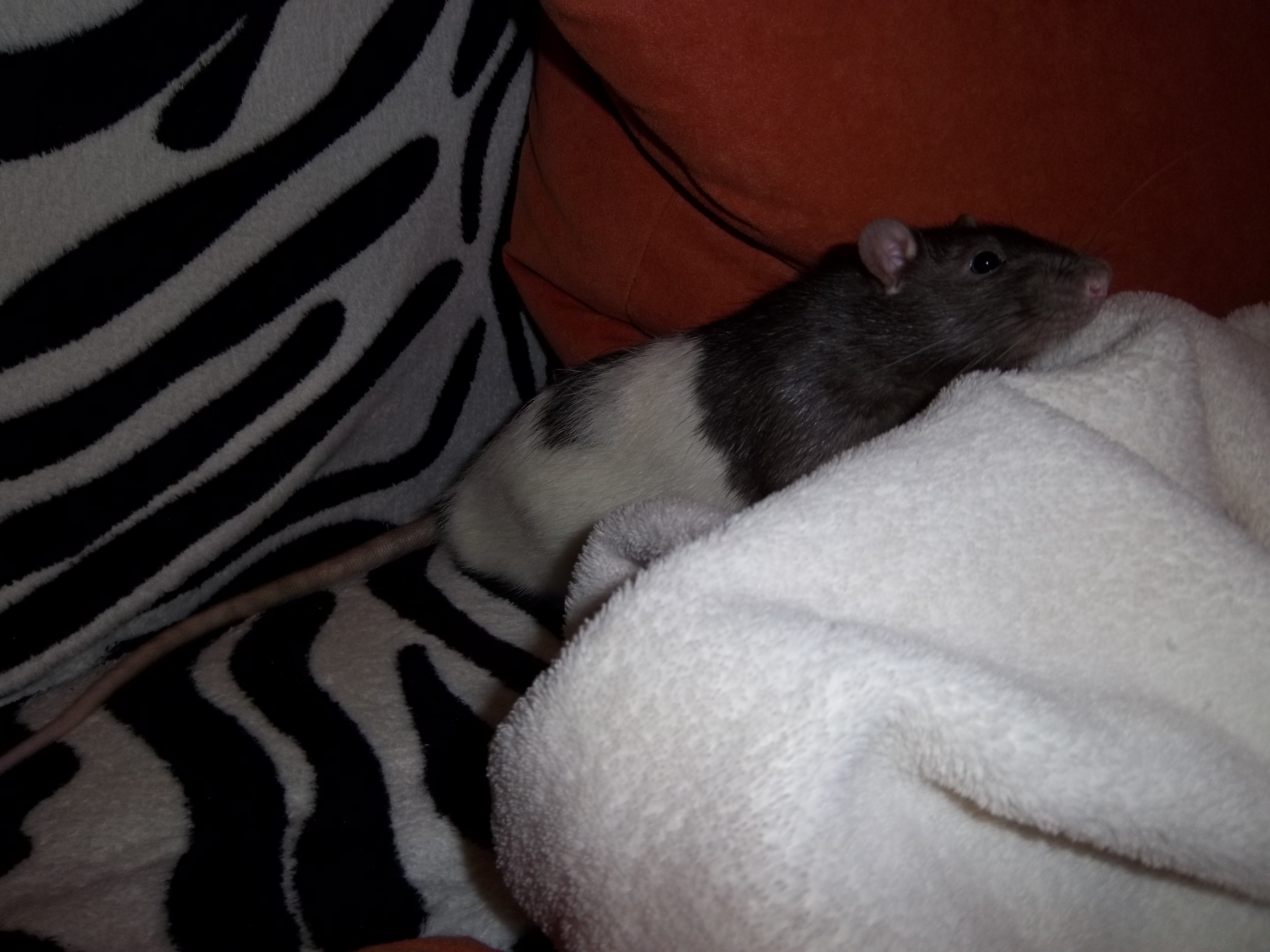 couch rat