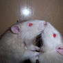 rat kisses?