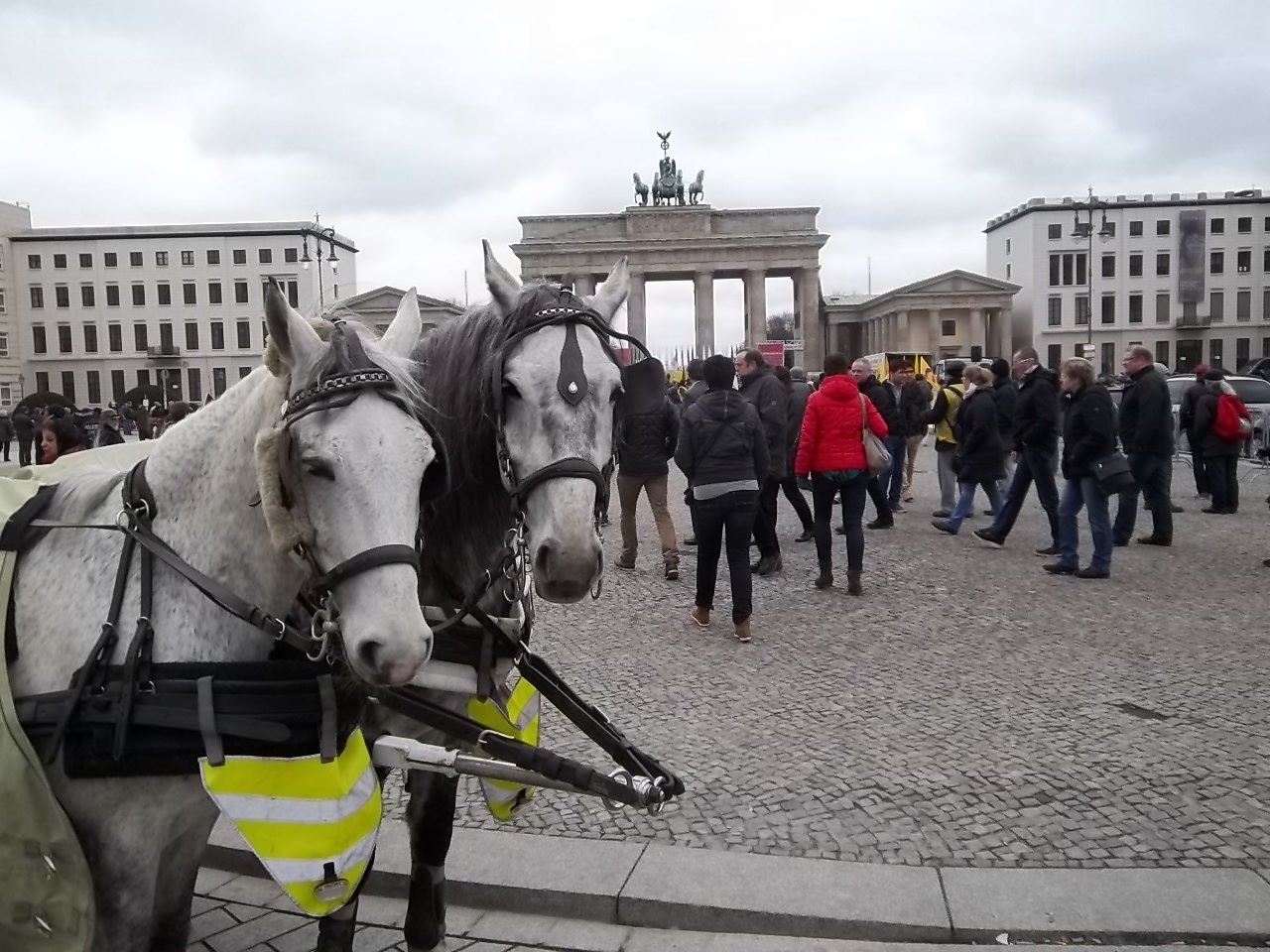 carriage horses