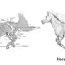 Animal Anatomy: Horse 01