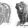 Animal Anatomy: Grizzly Bear