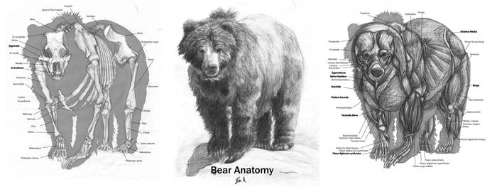 Animal Anatomy: Grizzly Bear