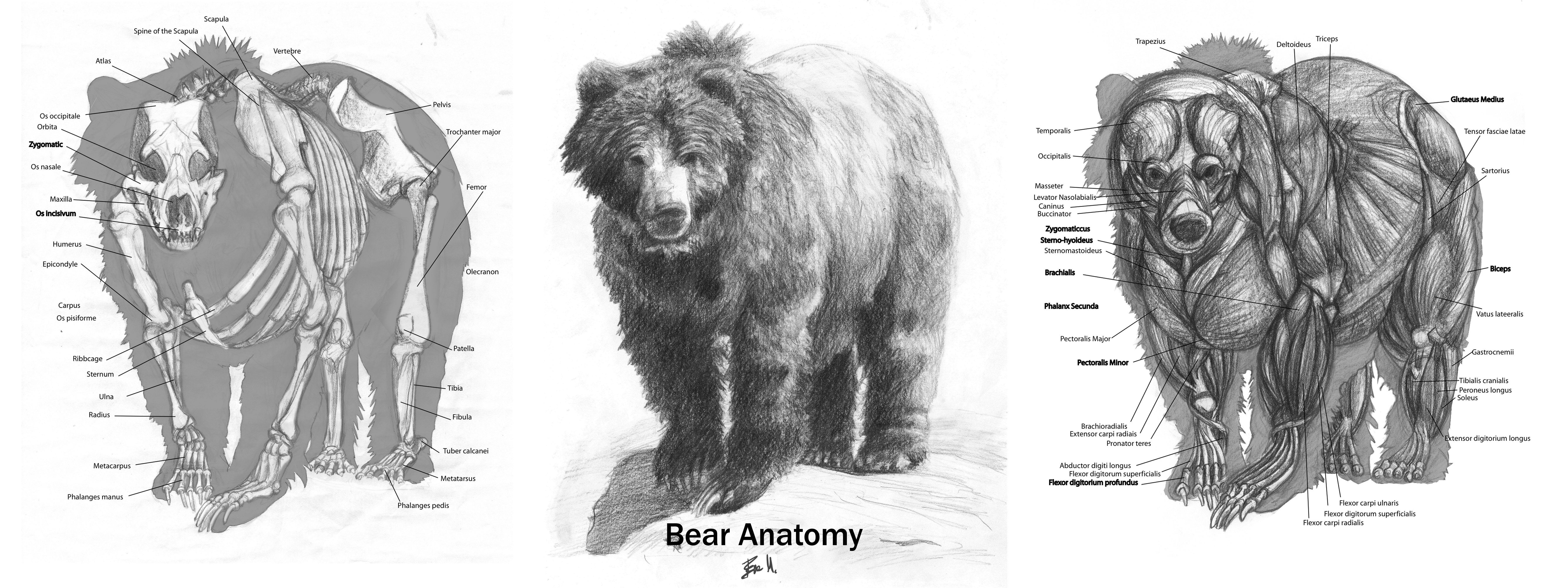 Особенности внутреннего строения медведя. Анатомия бурого медведя скелет. Строение скелета бурого медведя. Анатомия бурого медведя. Анатомия бурого медведя внутреннее строение.