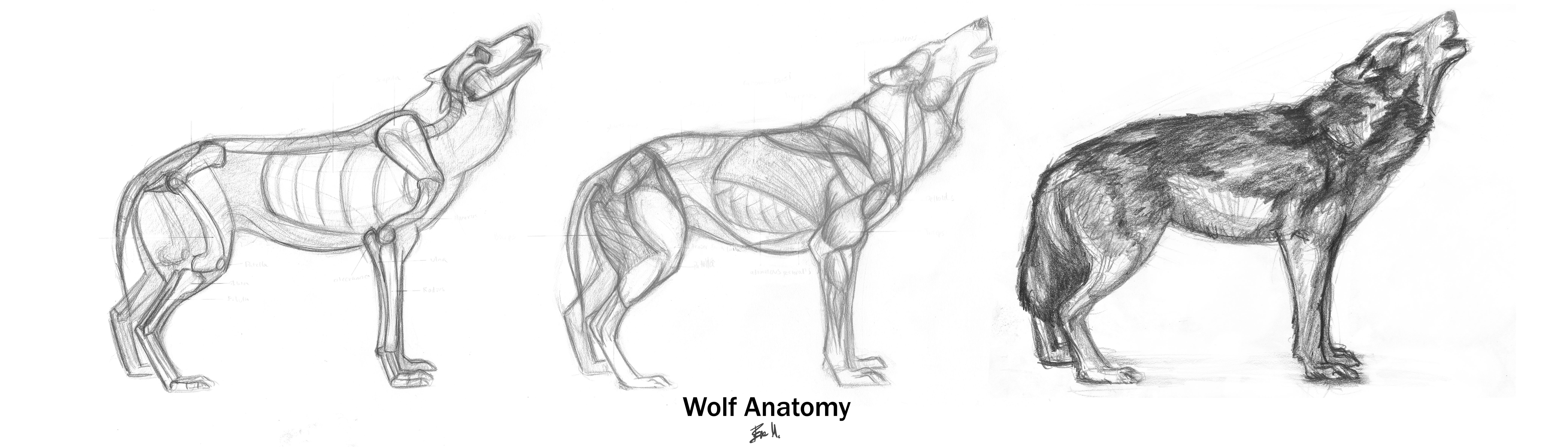 Animal Anatomy: Wolf by 89ravenclaw on DeviantArt