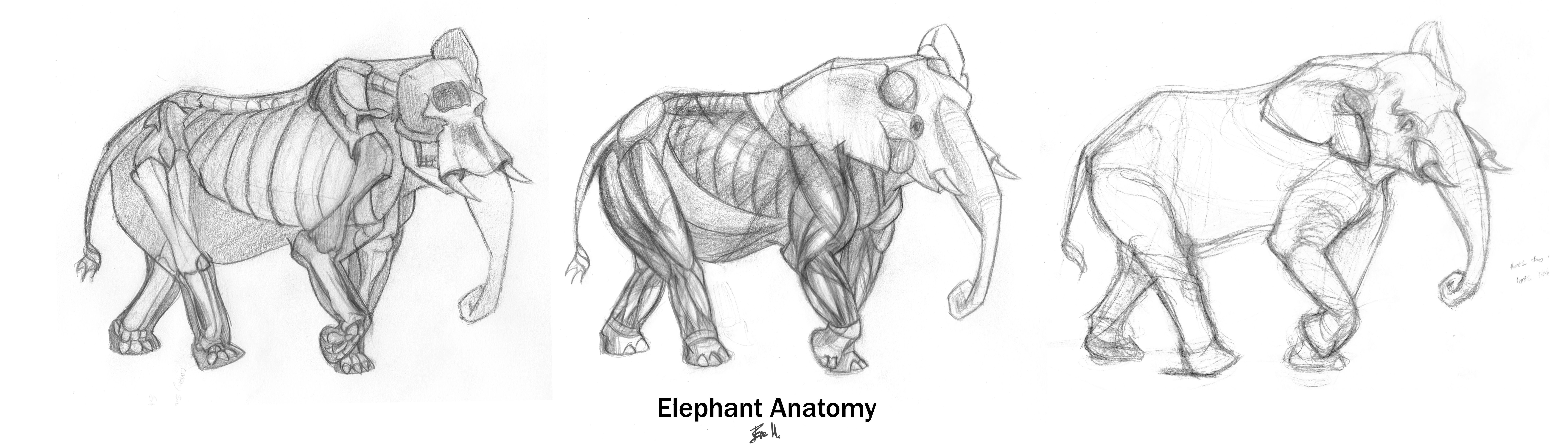 Animal Anatomy: Elephant by 89ravenclaw on DeviantArt Animal Anatomy: Elephant by 89ravenclaw on DeviantArt