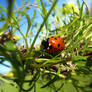 Lady Bug