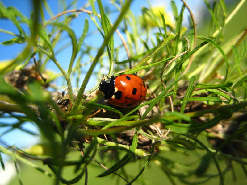 Lady Bug