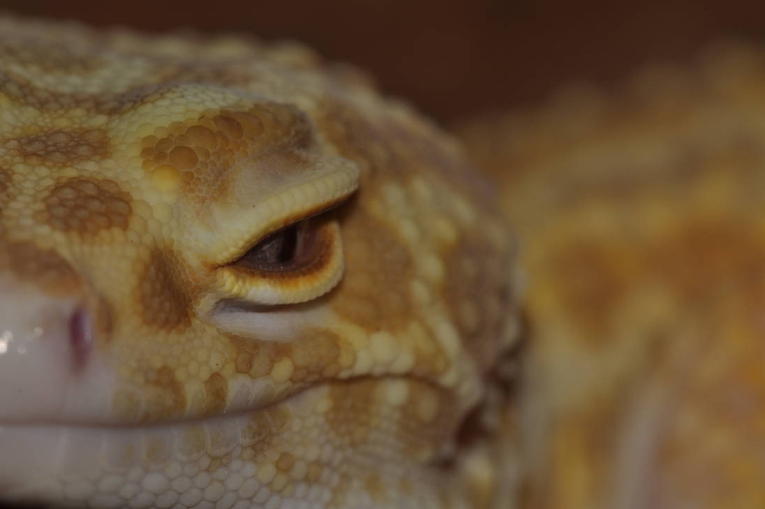 Lizard Anger Angry Lizard by Dams62 on DeviantArt