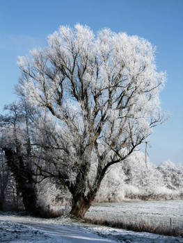 frozen tree