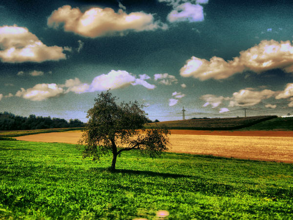 one tree left by theFotology on DeviantArt