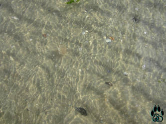 Water, Light And A Jellyfish