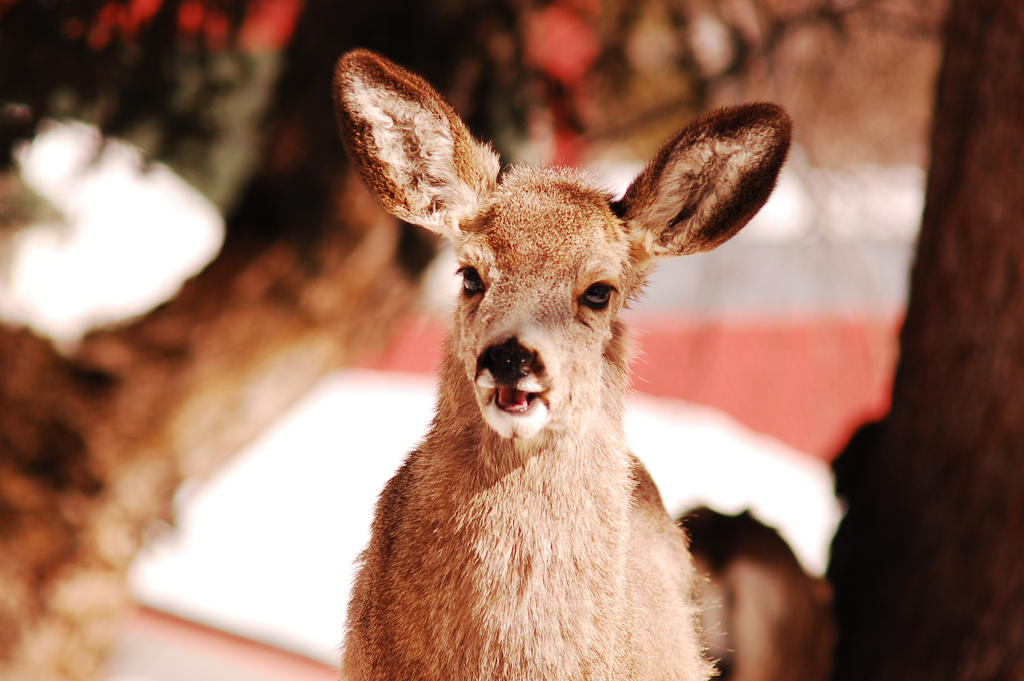 Yearling Mule Doe. by RobertVahle on DeviantArt