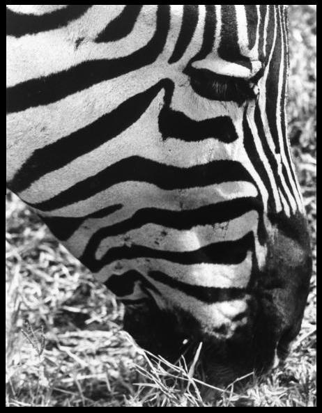 Zebra