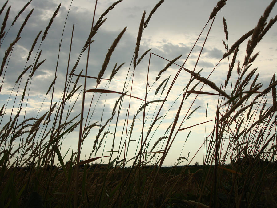 Tall Grass