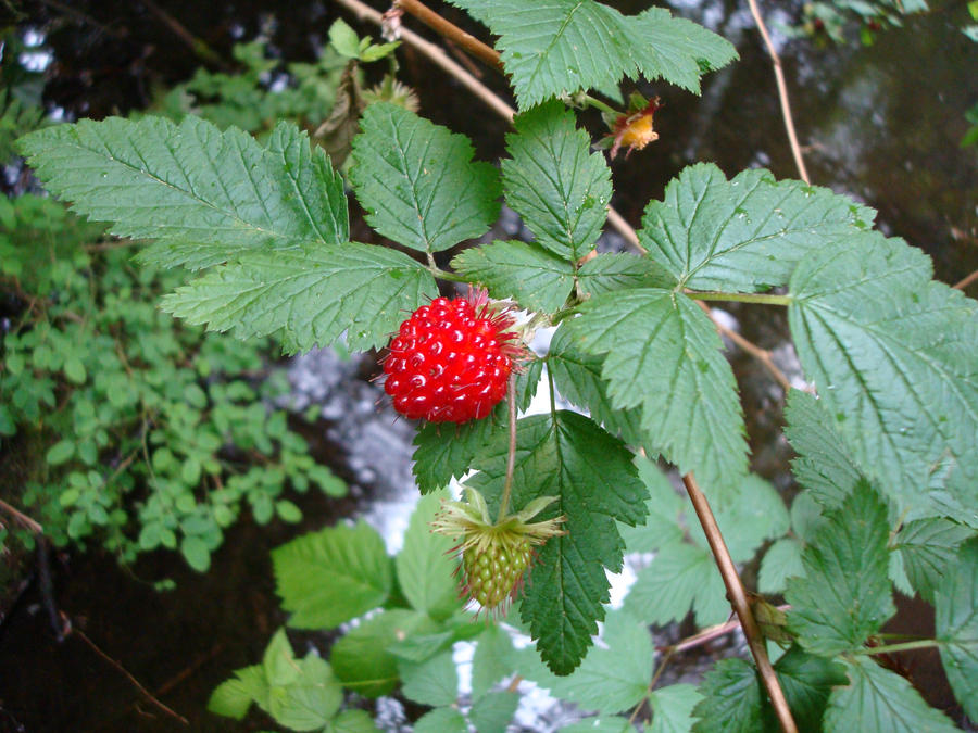 Wild Raspberry by gzphotos on DeviantArt
